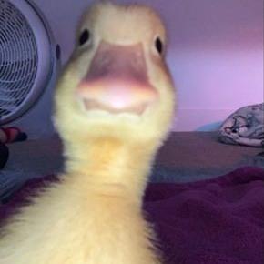 Imagem do grupo Zueira 🤨