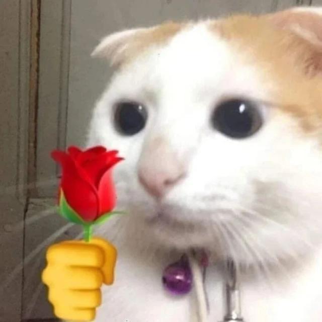 Imagem do grupo amizades novas♡