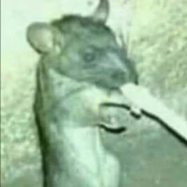 Imagem do grupo Toca Dos Rato 🫡