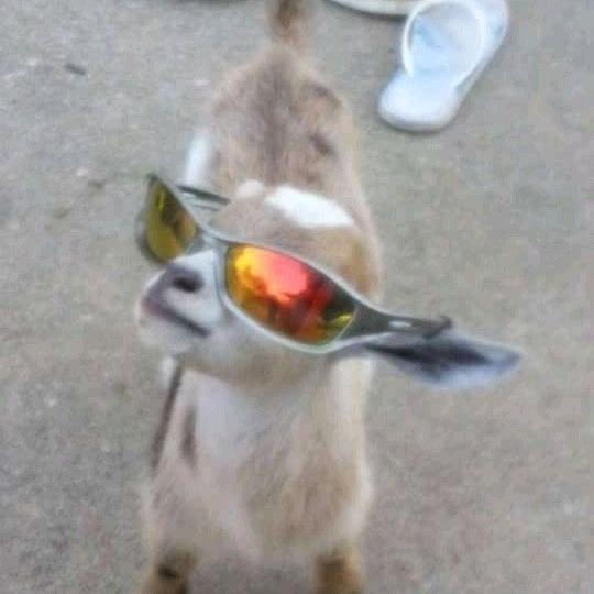 Imagem do grupo 🌀✨Grupo de Papo✨🌀