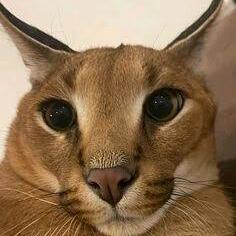 Imagem do grupo Zoológico digital.