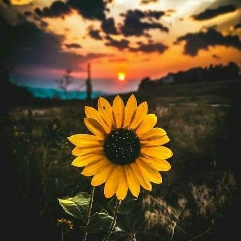 Imagem do grupo Engajamento infinito✨🧚🏻♀️