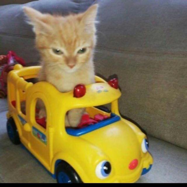 Imagem do grupo Cabaré dos cupidos