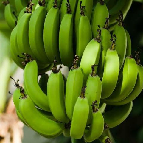 Imagem do grupo Cultivo de Banana 🍌🌱2023