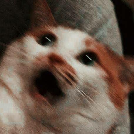 Imagem do grupo ⫷ ΔΜƗŽΔĐ€ ŞØ ŇΔ ŽØ€ƗŘΔ ⫸