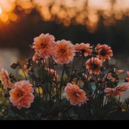 Imagem do grupo Vencendo a depressão😍❤️