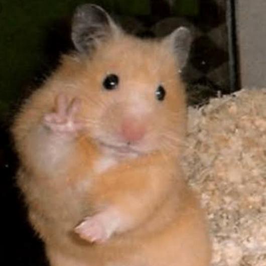 Imagem do grupo ✨❤AMIGOS❤✨