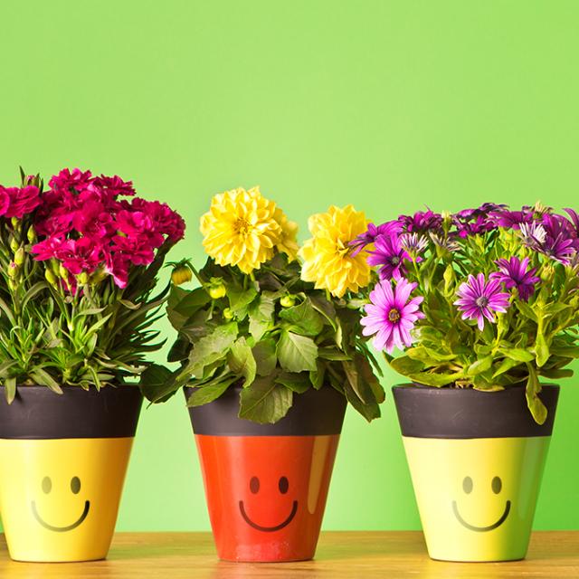 Imagem do grupo Dicas sobre plantas 