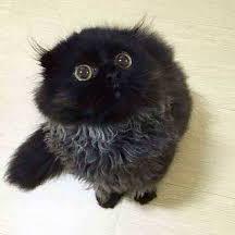 Imagem do grupo Mundinho dos doidos👑🤡🤪