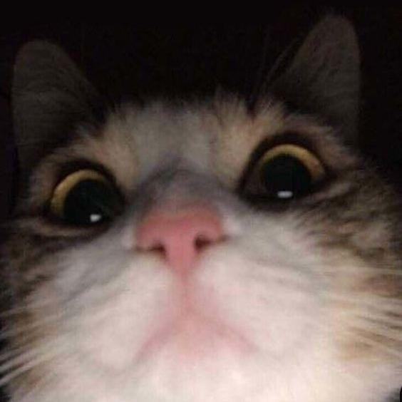 Imagem do grupo Amigos & alguma coisa ai